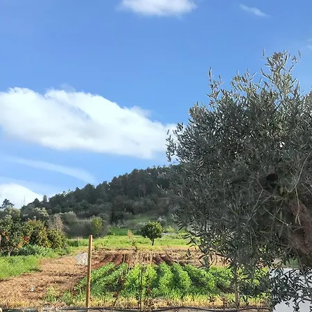 Cozy House With Garden In Messines 149 M² Mountain View * São Bartolomeu de Messines